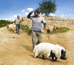 le cochon de gaza